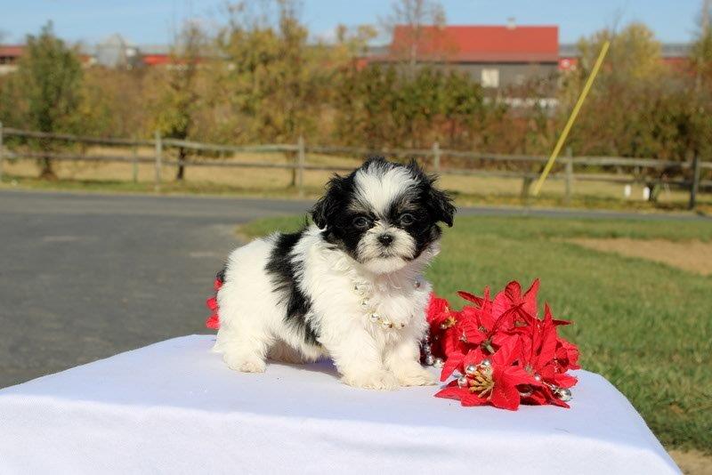 puppy, for, sale, Morkie, Matthew B. Stoltzfus, dog, breeder, Gap, PA, dog-breeder, puppy-for-sale, forsale, nearby, find, puppyfind, locator, puppylocator, aca
